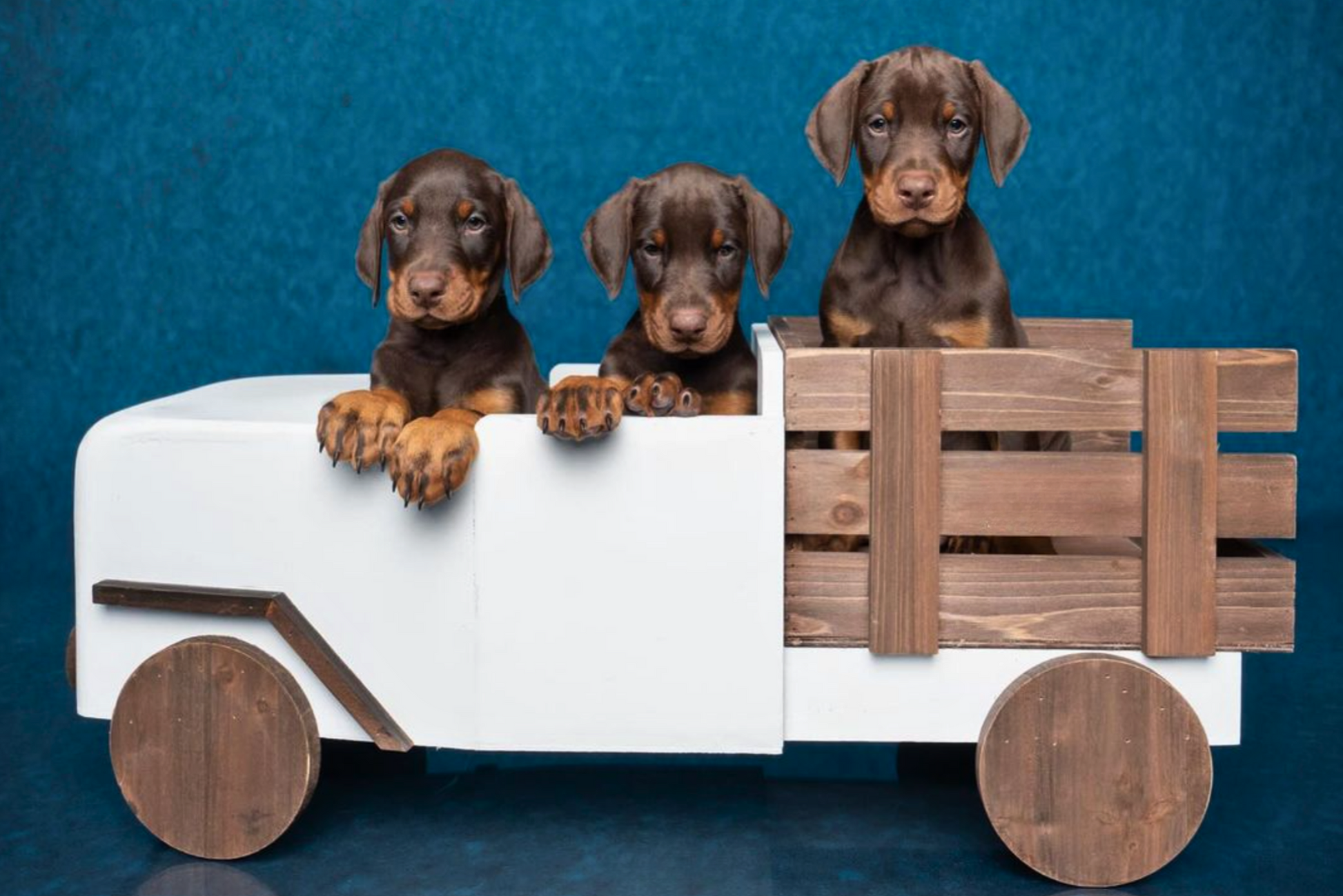 Three brown puppies sit in a white wooden truck with a rustic wooden back. Newborn photography prop.